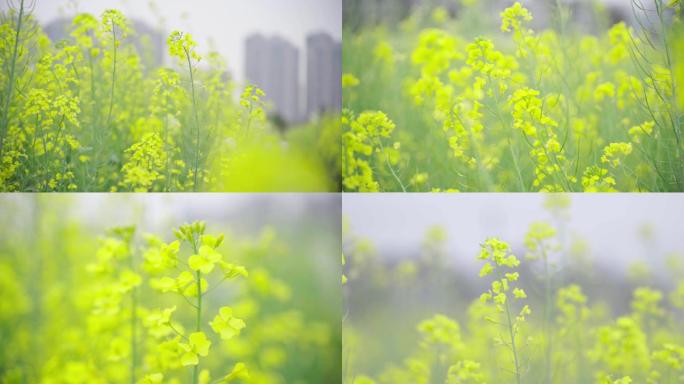 风吹油菜花特写空镜头拍摄