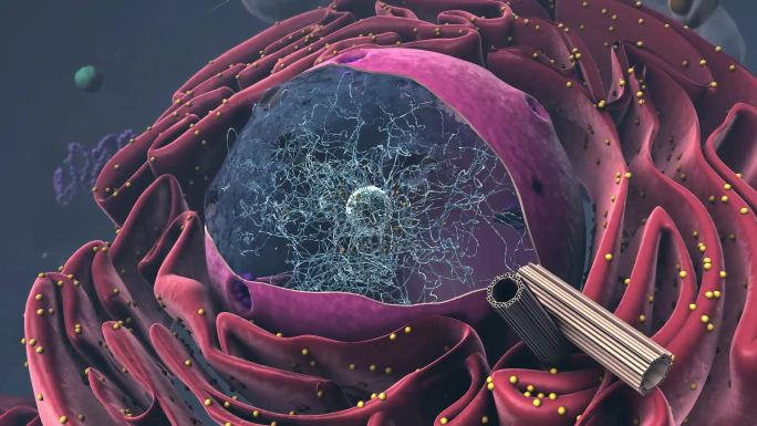 真核细胞、细胞核病毒微观世界三维医学动画