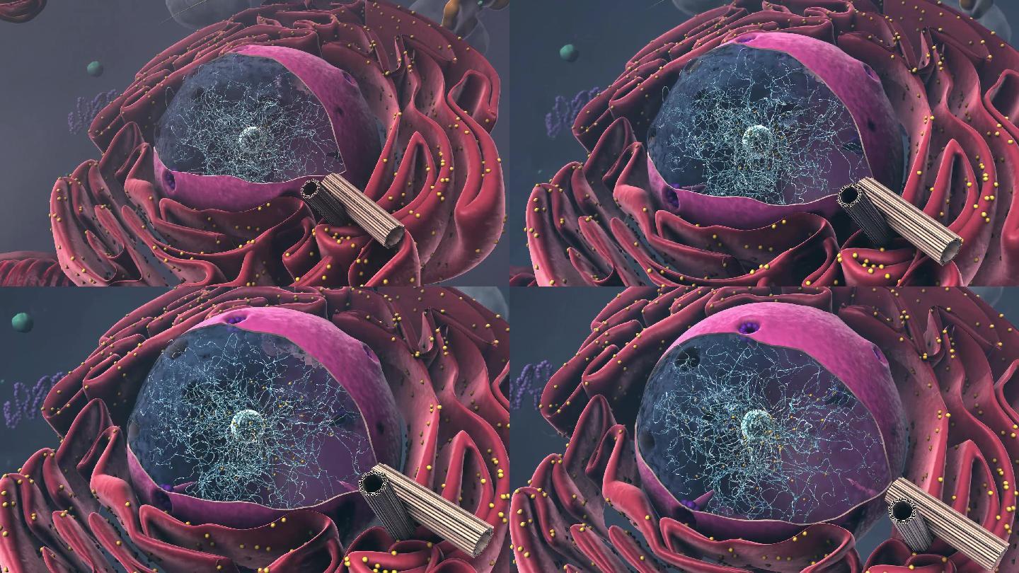 真核细胞、细胞核病毒微观世界三维医学动画