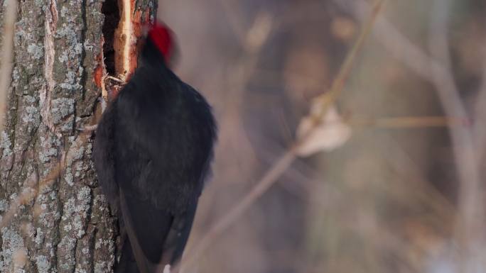 黑啄木鸟在一棵枯树的树干上，寻找幼虫