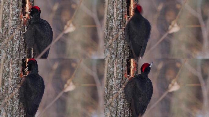 黑啄木鸟在一棵枯树的树干上，寻找幼虫