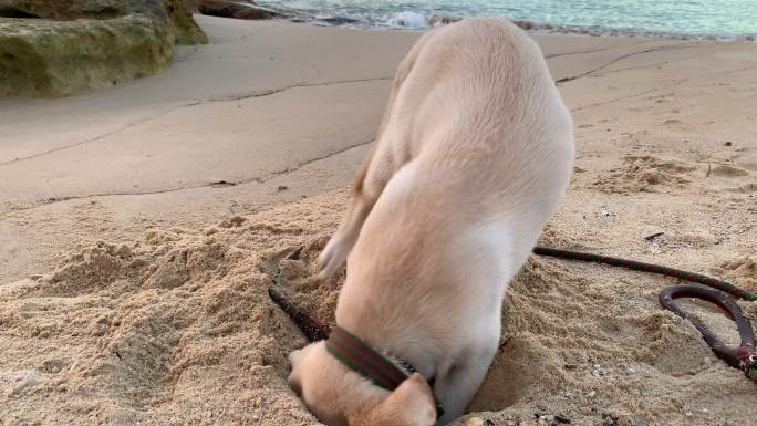 拉布拉多小狗在海滩上挖洞