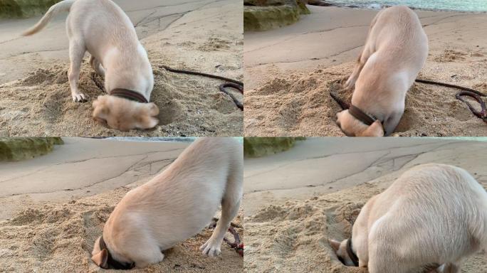 拉布拉多小狗在海滩上挖洞