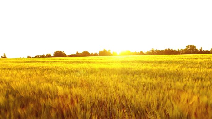 日出在田地上。水稻谷农业丰收稻田小麦粮食