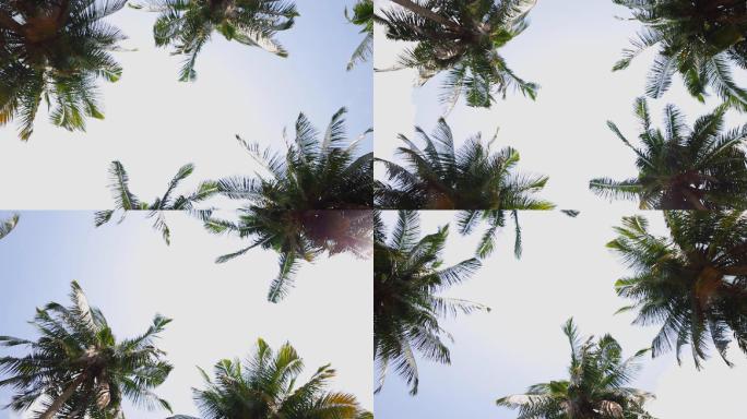 晴朗蓝天背景下的棕榈树顶端