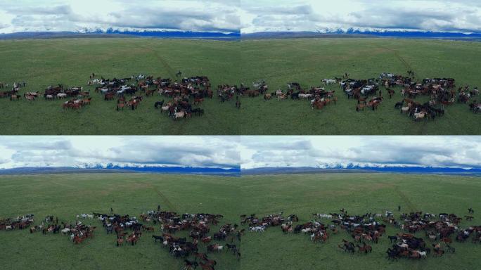 新疆巴音布鲁克马场