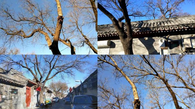 北京胡同里面的杨树古树胡同树