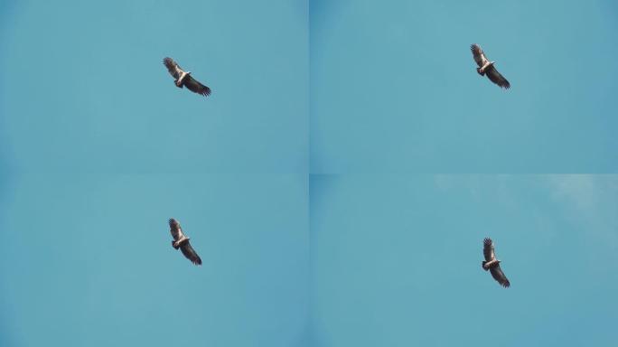 巨大的秃鹫在飞行