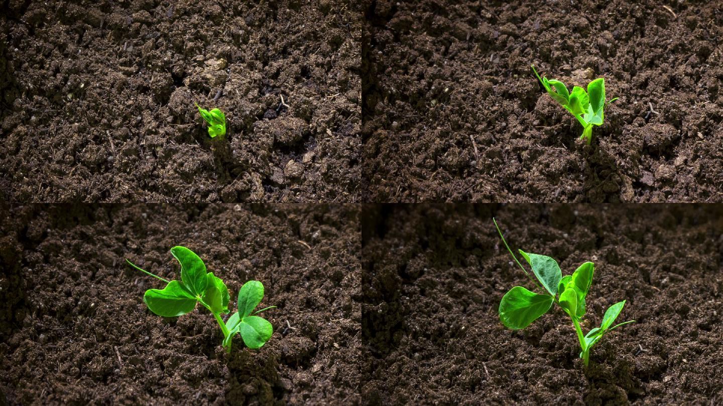 豌豆幼苗从土壤中生长