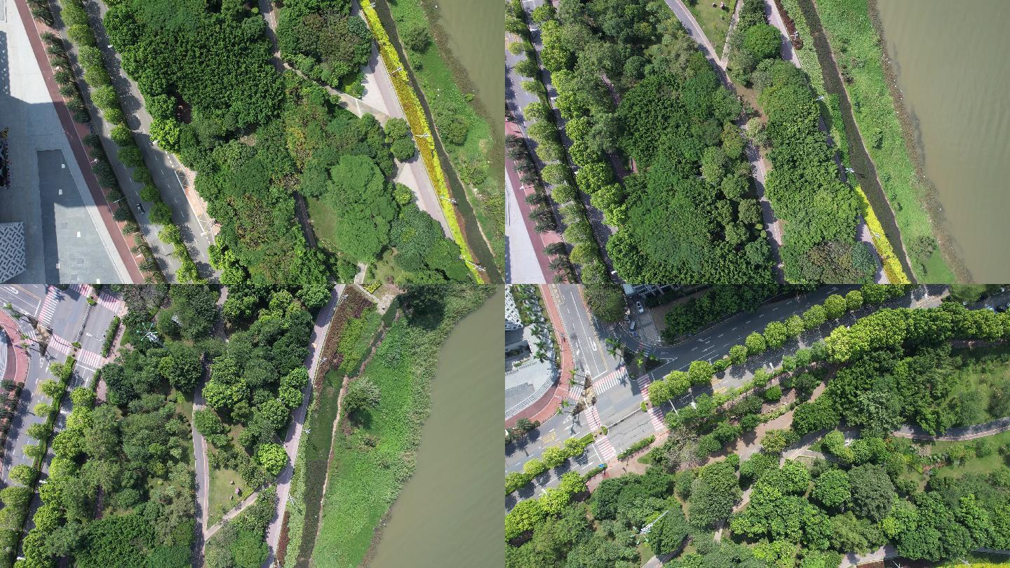 一河两岸城市绿化成果展示绿树成荫原创航拍