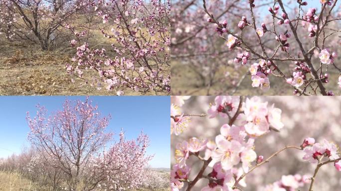 春天到了漫山遍野的杏花争奇斗艳杏花林