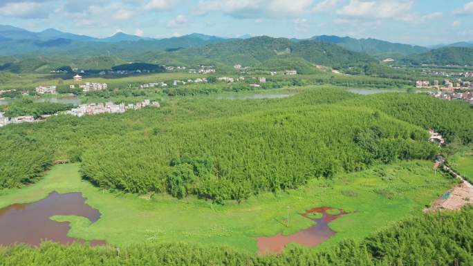 广东肇庆市广宁县竹海大观 竹林 竹子