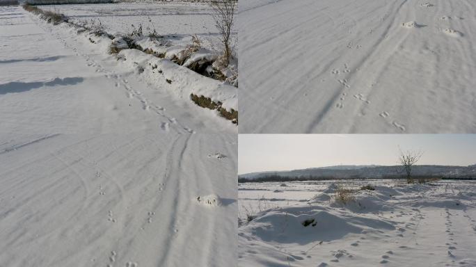 雪地足印