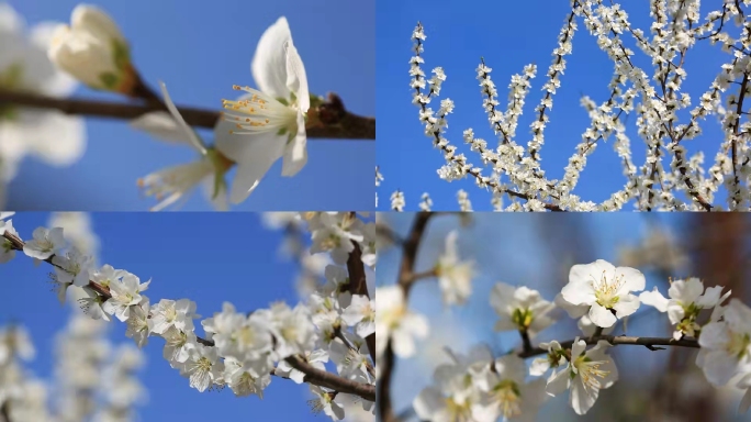 白樱花、桃花春天、北京春色、樱花季、饱满