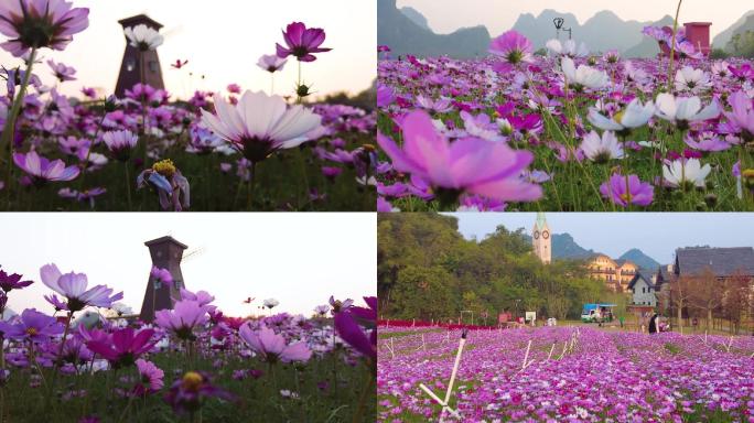 唯美格桑花海素材