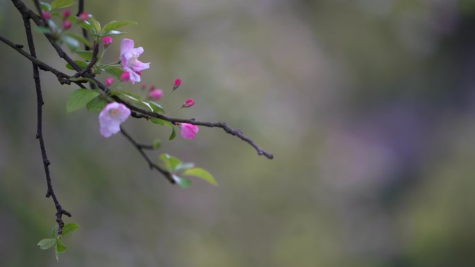 江南浙江春天春雨三月海棠绿叶粉红花苞