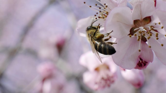 蜜蜂采蜜1