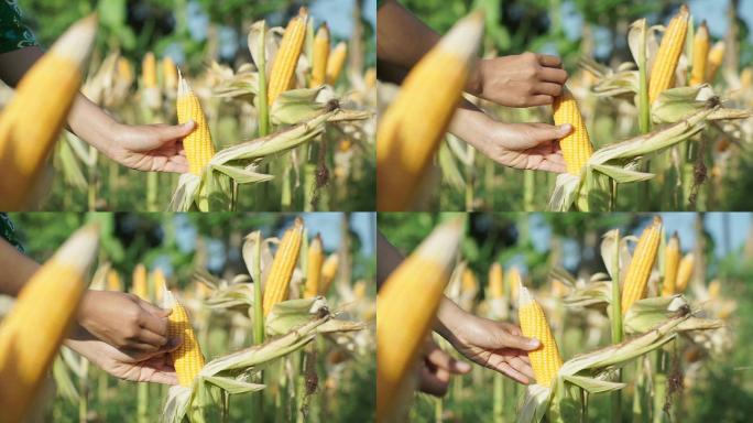 玉米玉米产业基地有机玉米种殖业丰收