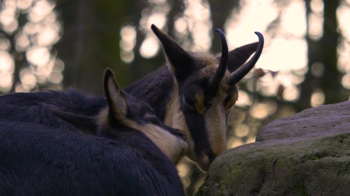 羚羊特写大自然树林野生保护藏羚羊