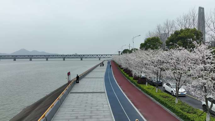 杭州钱塘江大桥樱花