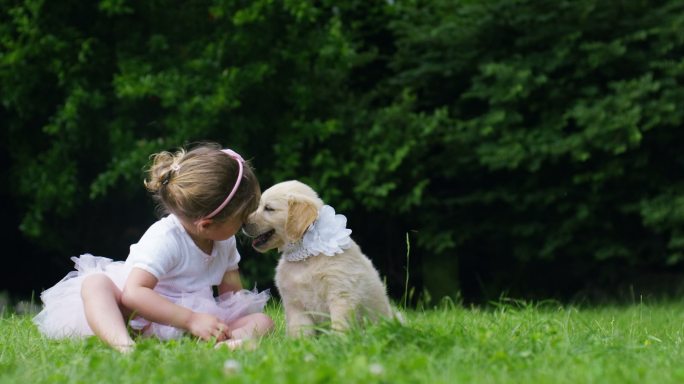 小女孩亲吻她的小狗金色猎犬朋友