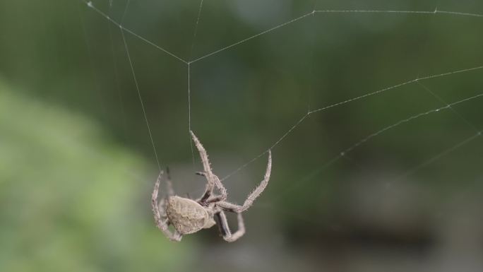 蜘蛛织网4K
