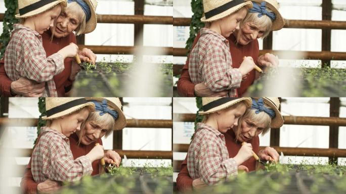 快乐的祖母和孙女在温室里除草