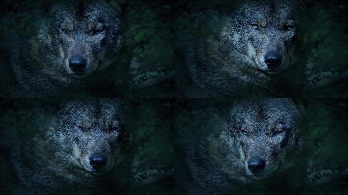 森林里的狼天然生态生态保护国家自然保护区