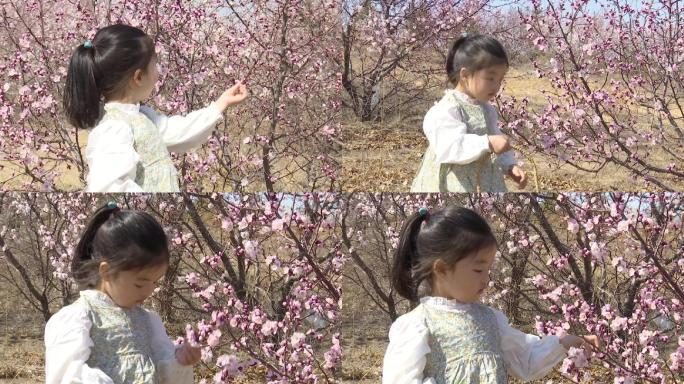 小女孩一家三口到杏花丛中拍照游玩