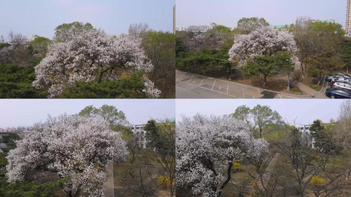 春天桃树4K原素材