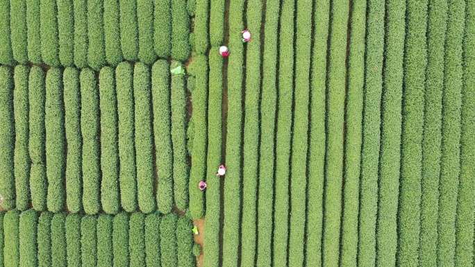 航拍杭州明前龙井茶园采茶