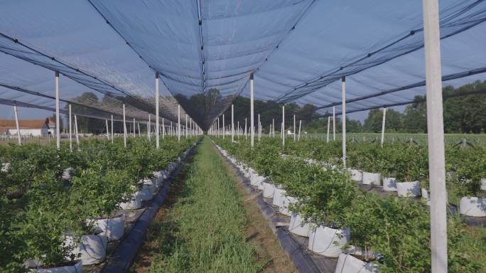 蓝莓种植园种植农业乡村振兴丰收绿色有机蔬