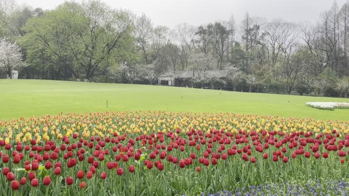 花 郁金香 红色 花园 公园