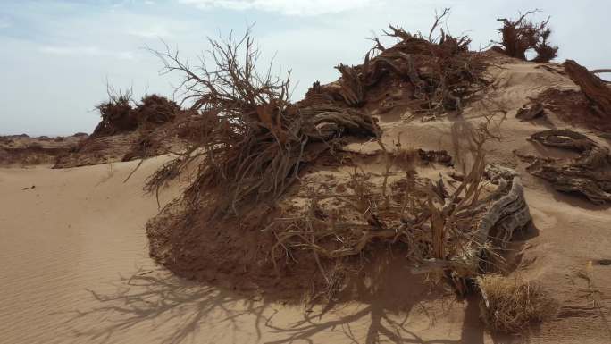 戈壁植物防沙治沙 环境治理抗旱环境保护