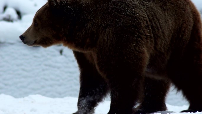 在雪地里的棕熊凶猛危险户外