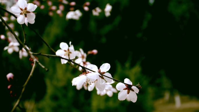 春天花开桃花李花春分2