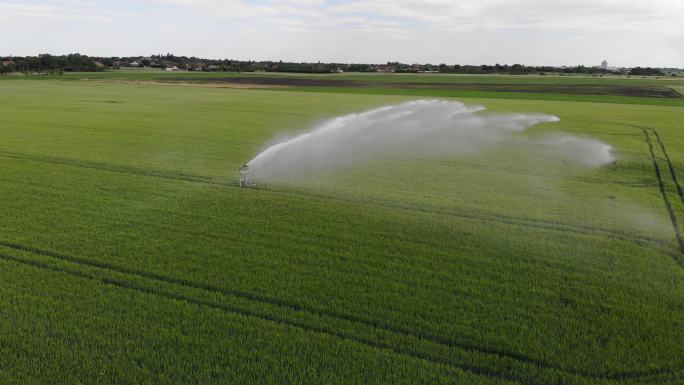 灌溉麦田的灌溉系统