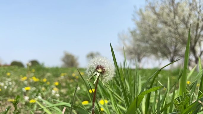 春天 踏青 蒲公英 黄花地丁 婆婆丁