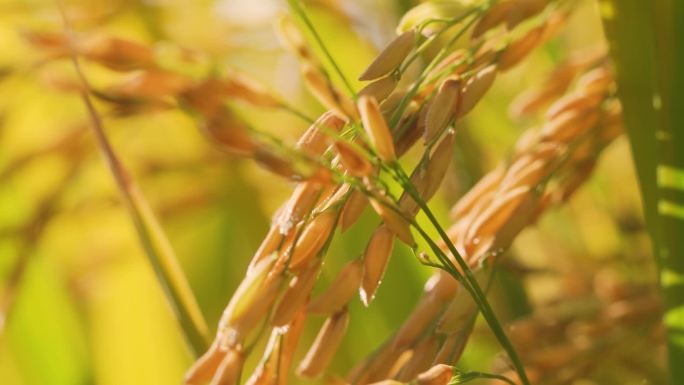 水稻稻谷稻田米饭农业粮食丰收