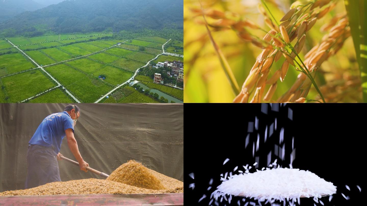 水稻稻谷稻田米饭农业粮食丰收