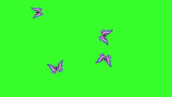 动画彩色蝴蝶在绿色屏幕上