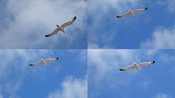 海鸥在云层中飞翔自由翱翔高空飞行大海鸟类