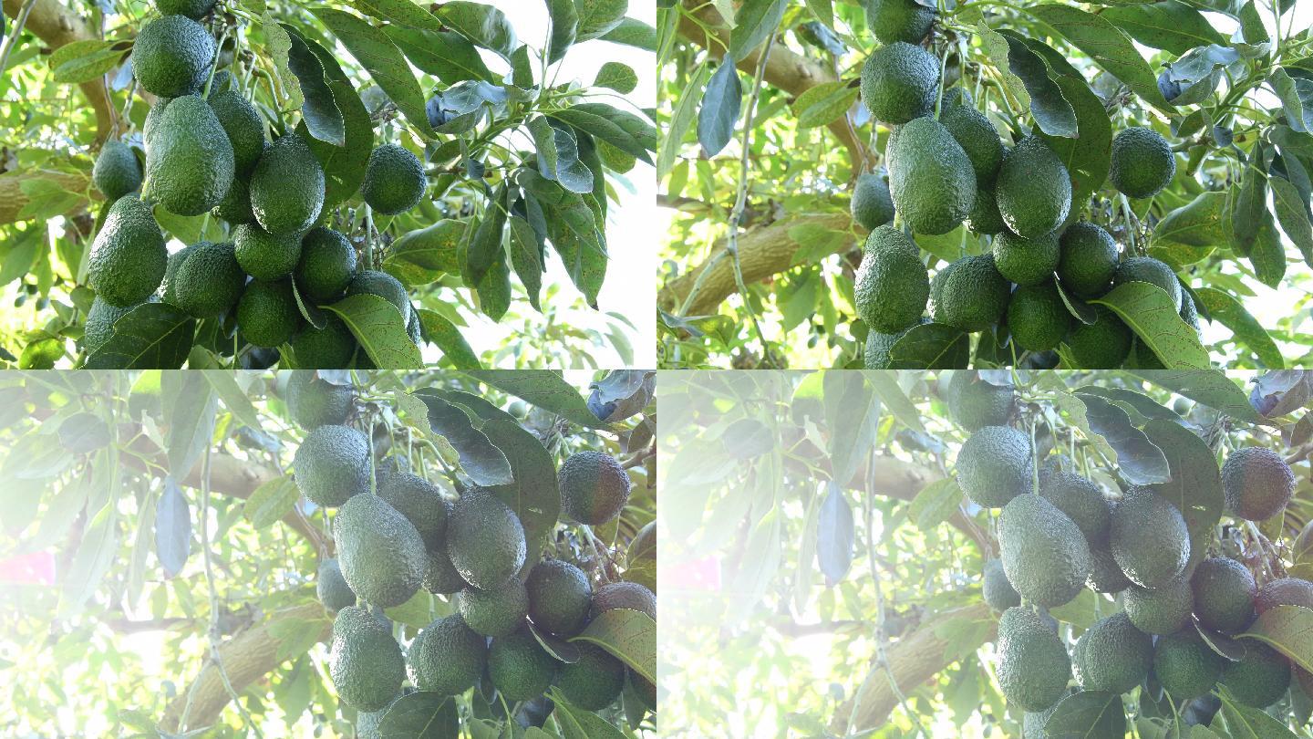 鳄梨树产地基地产业农业种植果园
