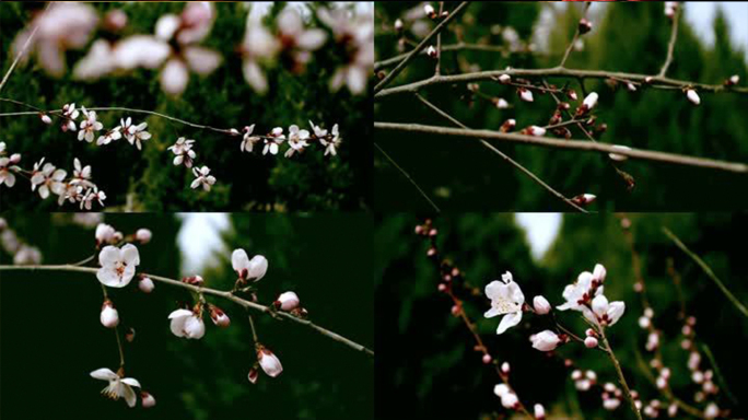 春天花开桃花李花春分1