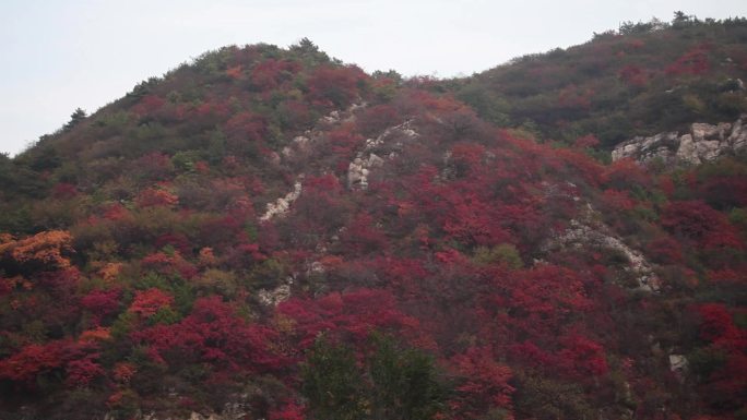 山枫树