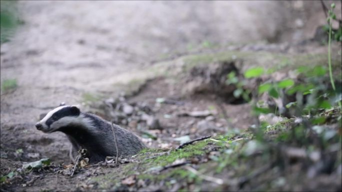 獾和獾幼崽在它们的獾座上
