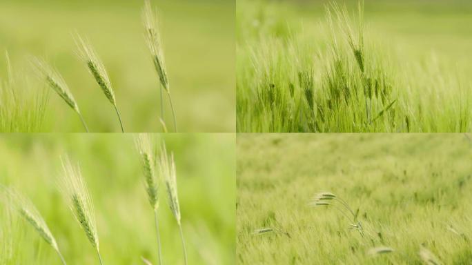 春天风中摇曳的小麦穗
