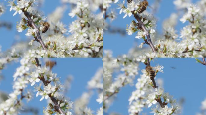 从花中收集花粉的蜜蜂