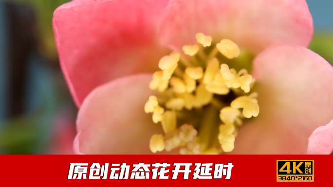 花开花朵绽放