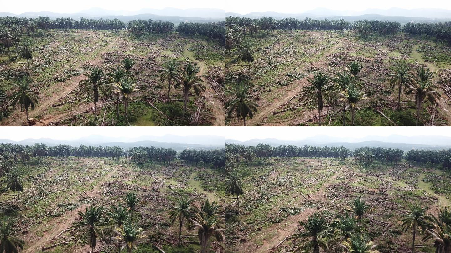棕榈油种植园生态平衡毁坏椰林